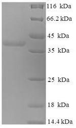 Greater than 90% as determined by SDS-PAGE.