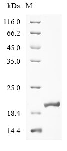 Greater than 90% as determined by SDS-PAGE.