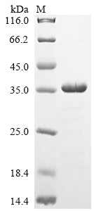 Greater than 85% as determined by SDS-PAGE.Recombinant Human Myosin Regulatory Light Chain 12A (MYL12A) Protein (His-SUMO)