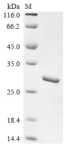 Greater than 90% as determined by SDS-PAGE.Recombinant Human Myosin Regulatory Light Chain 12A (MYL12A) Protein (His)