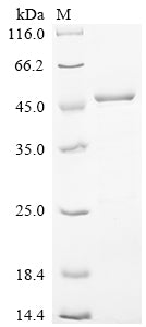Greater than 85% as determined by SDS-PAGE.