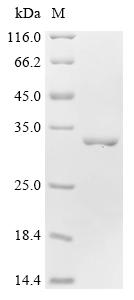 Greater than 90% as determined by SDS-PAGE.Recombinant Bovine Myosin Light Chain 3 (MYL3) Protein (His&myc)