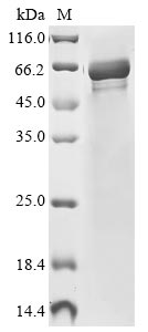 Greater than 85% as determined by SDS-PAGE.Recombinant Mouse Nicotinamide Phosphoribosyltransferase (NAMPT) Protein (His&Myc)