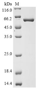 Greater than 90% as determined by SDS-PAGE.Recombinant Mouse Nicotinamide Phosphoribosyltransferase (NAMPT) Protein (His&HA)