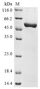 Greater than 85% as determined by SDS-PAGE.Recombinant Mouse Nicotinamide Phosphoribosyltransferase (NAMPT)