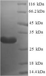 Greater than 90% as determined by SDS-PAGE.