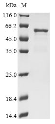 Greater than 90% as determined by SDS-PAGE.
