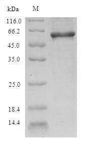 Greater than 90% as determined by SDS-PAGE.