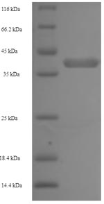 Greater than 90% as determined by SDS-PAGE.Recombinant Human Napsin-A (NAPSA) Protein (His)