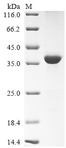Greater than 90% as determined by SDS-PAGE.Recombinant Mouse Napsin-A (NAPSA) Protein (His)