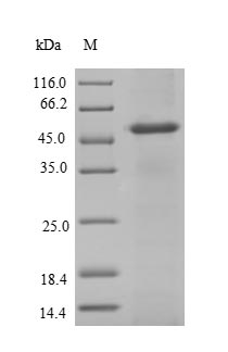 Greater than 90% as determined by SDS-PAGE.Recombinant Human Arylamine N-Acetyltransferase 2 (NAT2) Protein (His-SUMO)