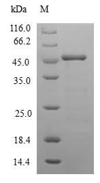 Greater than 90% as determined by SDS-PAGE.
