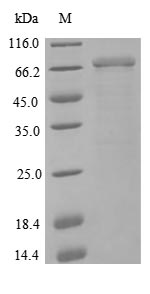 Greater than 85% as determined by SDS-PAGE.Recombinant Human Neural Cell Adhesion Molecule 1 (NCAM1) Protein (His)