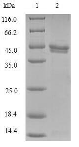 Greater than 90% as determined by SDS-PAGE.Recombinant Human Nuclear Cap-Binding Protein Subunit 2 (NCBP2) Protein (GST)