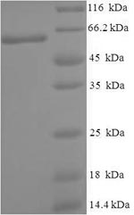Greater than 90% as determined by SDS-PAGE.