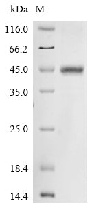 Greater than 85% as determined by SDS-PAGE.Recombinant Human Norrin (NDP) Protein (His-GST&Myc)
