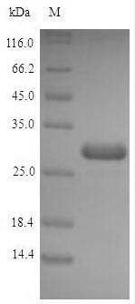 Greater than 90% as determined by SDS-PAGE.Recombinant Escherichia Coli Acyl Carrier Protein (ACPP) Protein (His-SUMO)