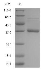 Greater than 90% as determined by SDS-PAGE.Recombinant Staphylococcus Aureus Acyl Carrier Protein (ACPP) Protein (His-SUMO)