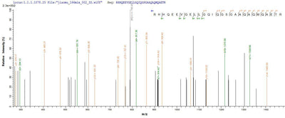 Based on the SEQUEST from database of E.coli host and target protein, the LC-MS/MS Analysis result of this product could indicate that this peptide derived from E.coli-expressed Homo sapiens (Human) NEFH.Recombinant Human Neurofilament Heavy Polypeptide (NEFH) Protein (His-SUMO&Myc)