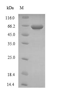 Greater than 85% as determined by SDS-PAGE.Recombinant Human Neurofilament Heavy Polypeptide (NEFH) Protein (His-SUMO&Myc)