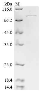 Greater than 85% as determined by SDS-PAGE.Recombinant Human Neurofilament Light Polypeptide (NEFL) Protein (His)