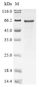 Greater than 85% as determined by SDS-PAGE.Recombinant Mouse Neurofilament Light Polypeptide (NEFL)