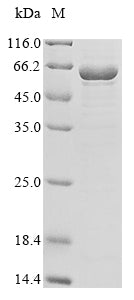 Greater than 85% as determined by SDS-PAGE.