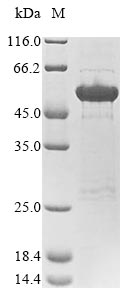 Greater than 85% as determined by SDS-PAGE.Recombinant Human Neurofilament Medium Polypeptide (NEFM) Protein (His&Myc)