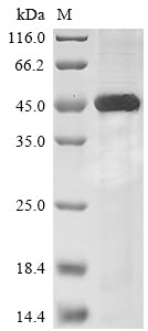 Greater than 85% as determined by SDS-PAGE.Recombinant Mouse Sialidase-1 (NEU1) Protein (His)
