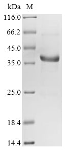 Greater than 85% as determined by SDS-PAGE.Recombinant Human Neurofibromin (NF1) Protein (His&Myc)