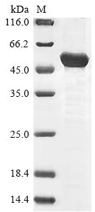 Greater than 85% as determined by SDS-PAGE.Recombinant Mouse Merlin (NF2) Protein (His-Trx)