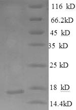 Greater than 90% as determined by SDS-PAGE.