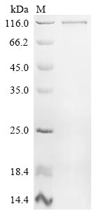 Greater than 90% as determined by SDS-PAGE.