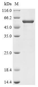 Greater than 90% as determined by SDS-PAGE.Recombinant Human Nuclear Factor Nf-Kappa-B P105 Subunit (NFKB1) Protein (His)