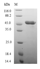 Greater than 90% as determined by SDS-PAGE.