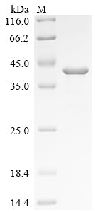 Greater than 90% as determined by SDS-PAGE.Recombinant Mouse Nidogen-1 (NID1) Protein (His)