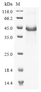 Greater than 85% as determined by SDS-PAGE.Recombinant Mouse Nidogen-2 (NID2) Protein (His&Myc)