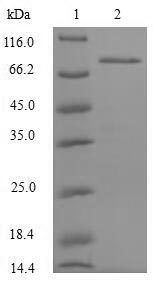 Greater than 90% as determined by SDS-PAGE.Recombinant Human Nf-Kappa-B-Repressing Factor (NKRF) Protein (His)