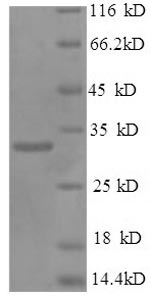 Greater than 90% as determined by SDS-PAGE.