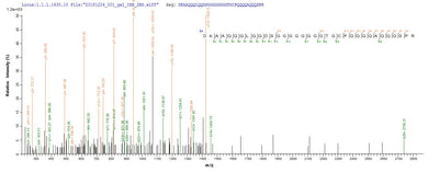 Based on the SEQUEST from database of E.coli host and target protein, the LC-MS/MS Analysis result of this product could indicate that this peptide derived from E.coli-expressed Homo sapiens (Human) NKX2-1.Recombinant Human Homeobox Protein Nkx-2.1 (NKX2-1) Protein (His&Myc)