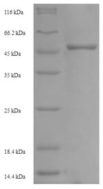 Greater than 90% as determined by SDS-PAGE.