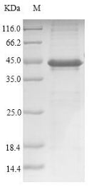 Greater than 85% as determined by SDS-PAGE.Recombinant Human Homeobox Protein Nkx-3.2 (NKX3-2) Protein (His)
