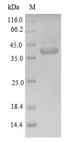 Greater than 90% as determined by SDS-PAGE.Recombinant Mouse Homeobox Protein Nkx-3.2 (NKX3-2) Protein (His&Myc)