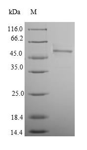 Greater than 90% as determined by SDS-PAGE.Recombinant Mouse Homeobox Protein Nkx-3.2 (NKX3-2) Protein (His-SUMO)