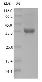 Greater than 90% as determined by SDS-PAGE.Recombinant Mouse Homeobox Protein Nkx-3.2 (NKX3-2)