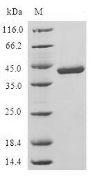 Greater than 90% as determined by SDS-PAGE.