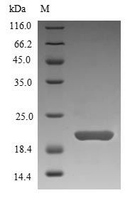 Greater than 90% as determined by SDS-PAGE.Recombinant Saccharomyces Cerevisiae Nucleoside Diphosphate Kinase (YNK1) Protein (His&Myc)
