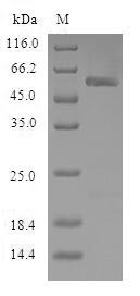 Greater than 90% as determined by SDS-PAGE.