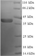 Greater than 90% as determined by SDS-PAGE.