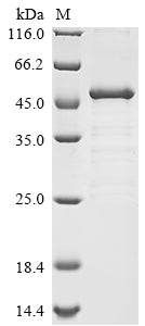 Greater than 85% as determined by SDS-PAGE.Recombinant Human Neurogenic Locus Notch Homolog Protein 1 (NOTCH1) Protein (His-GST&Myc)